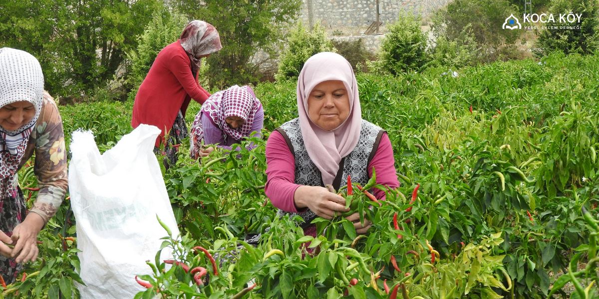 Kadın Üreticiler İçin Kooperatif Güçlenme Projesi